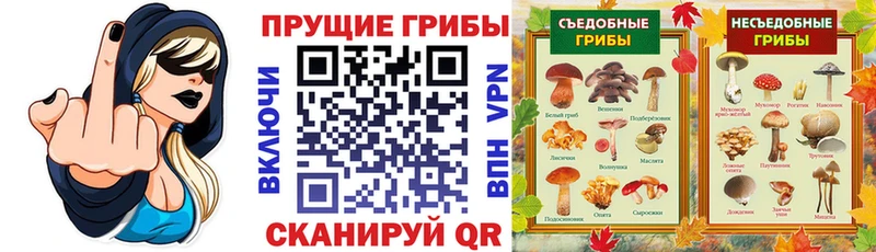 цена наркотик Кола Галлюциногенные грибы Psilocybe